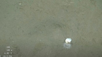 Во время передачи общественность