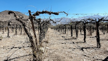 Регион Коуимбо