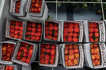 Эквадорские цветы также увеличились