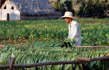 Фермер работает над