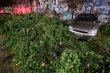 Упавшие деревья в Сан -Пабло