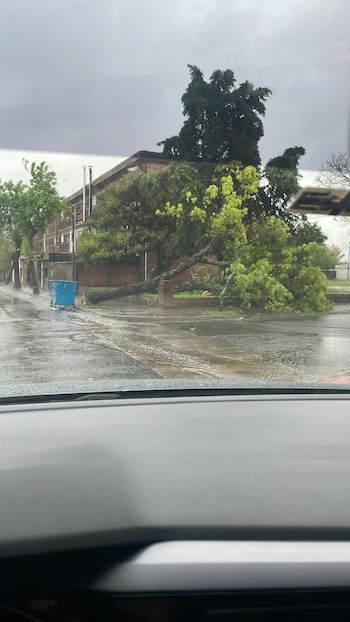 Временные генерируемые деревья