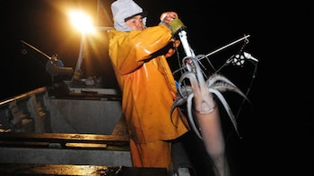 «Каракатиц не было уже три