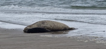 Морской слон дал