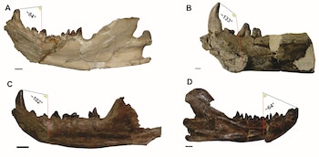 Окаменелость, сохранившаяся в