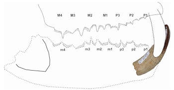 Анализ помещает хищника