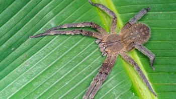Bananera Spider (Phoneutria spp.)