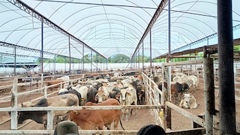 Мексиканский скот. (X@Agricultural_mex)