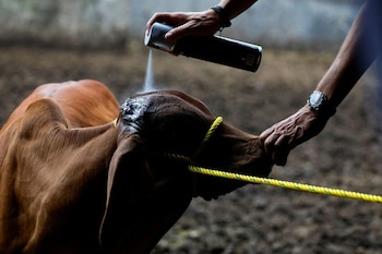 Карлос Мар, животновод