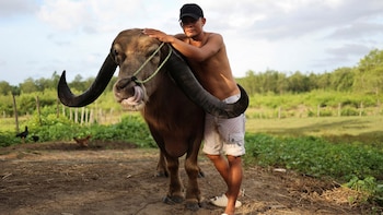 Буйволы стали