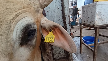 Роллинз раскритиковал Мексику за