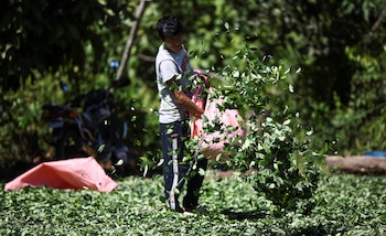 Этеразама, Кочабамба, Боливия. 13 из