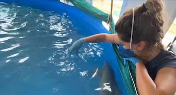 Дельфин, прибывший дезориентированным