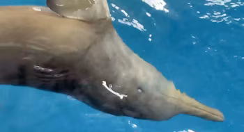 Дельфин, прибывший дезориентированным