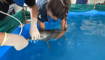 Дельфин, прибывший дезориентированным