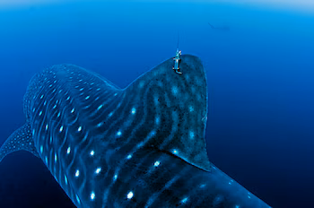 Вид на китовую акулу