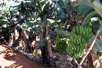 Грибок может вызвать