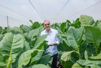 Экспорт доминиканского табака