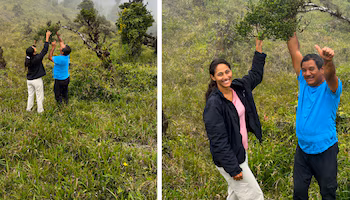В настоящее время в естественной среде обитания сохранилось только пять экземпляров. Взято из СТРИ