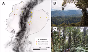А) Распространение A. brasiliensis в Эквадоре, темно-серая штриховка обозначает высоту, B–C) Места обитания A. brasiliensis в Эквадоре — влажный лес Напо, в национальном парке Сумако, провинция Напо. (БиоУан)