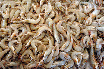 Производство креветок в Сальвадоре превысило пять миллионов фунтов, причем доля Ла-Паса составляет более 68% от общего объема. (EFE/Антонио Ласерда)