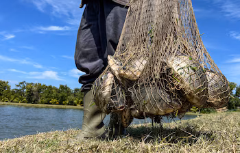 По официальным данным, в Ла-Либертаде, Кускатлане и Чалатенанго сосредоточено более 70% производства тилапии в Сальвадоре. (Фото: МАГ)