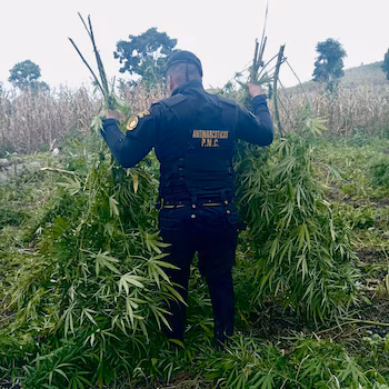 Согласно официальной оценке PNC, стоимость изъятой марихуаны, уничтоженной в ходе операции Петена, превышает 38 миллионов кетсалей. (Фото любезно предоставлено: PNC Гватемала)