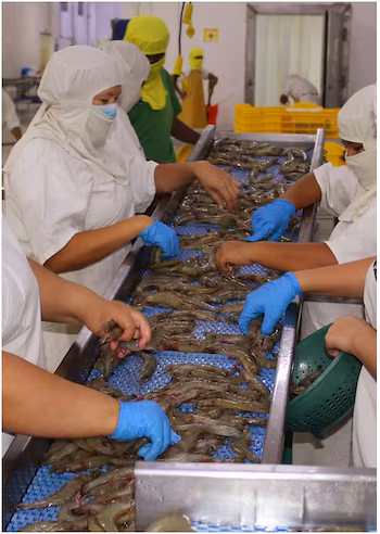 Качество гондурасских креветок и стратегический вес доминиканского туристического сектора стимулируют новые двусторонние торговые соглашения. (Любезно предоставлено: Анда)